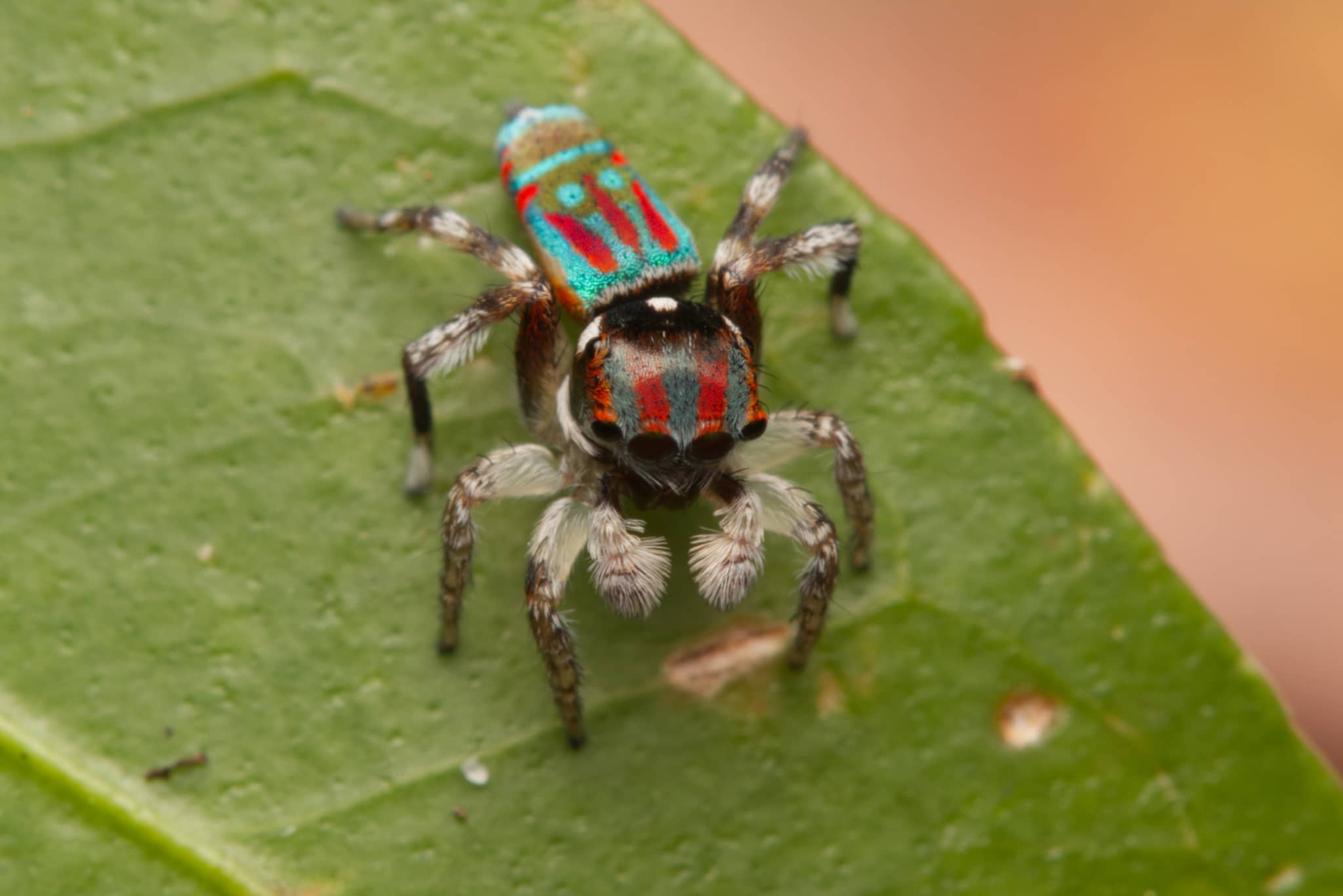 Maschio di ragno pavone Maratus volans con l'addome iridescente colorato sollevato a ventaglio durante la danza di corteggiamento
