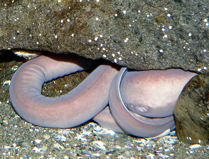 Esemplare di missina del Pacifico (Eptatretus stoutii) fotografato dall'alto
