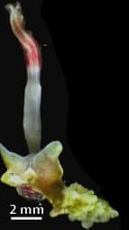 Esemplari di Osedax roseus con plume rosse e radici che penetrano un osso di balena