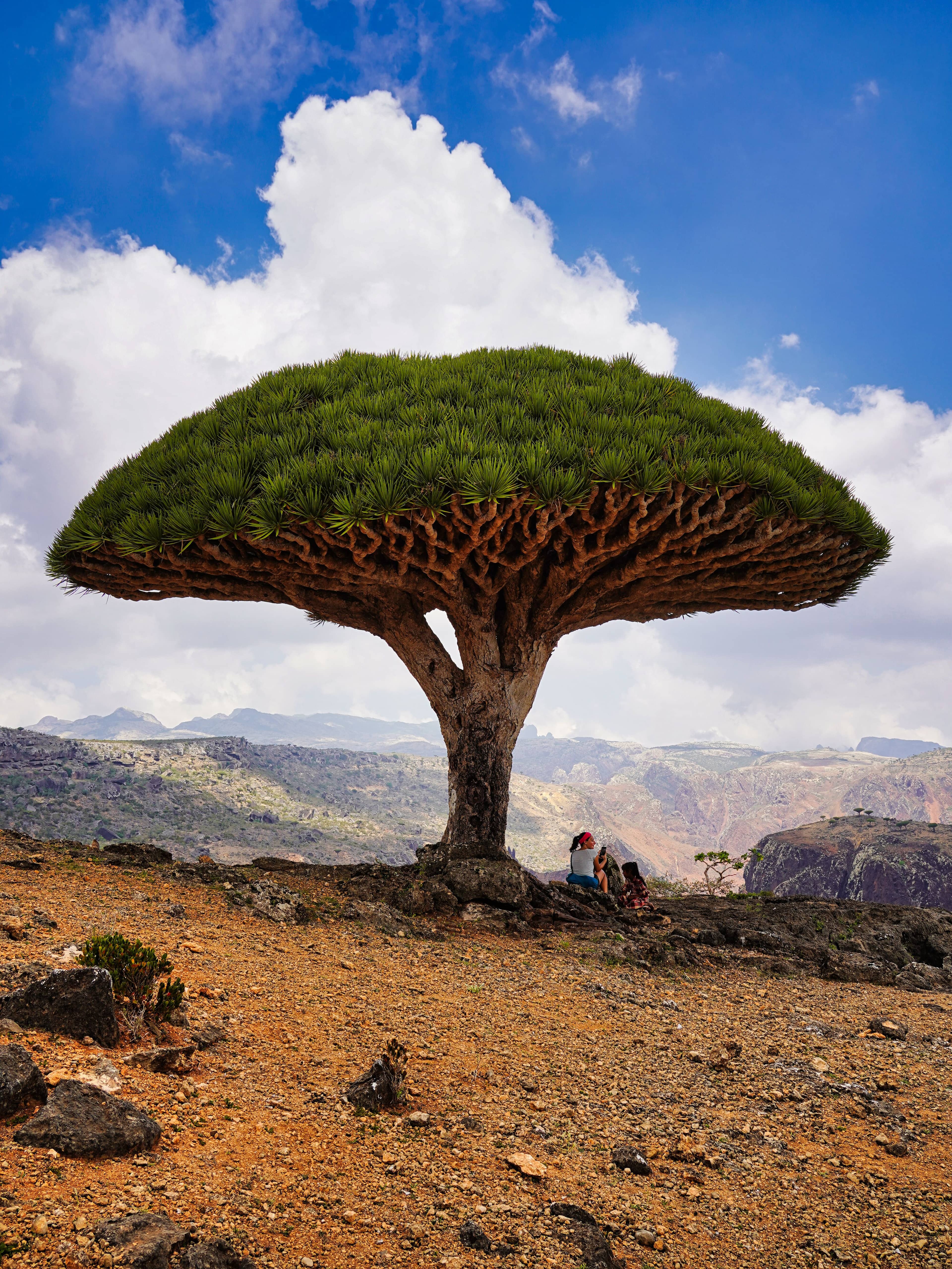 Albero del sangue di drago (Dracaena cinnabari) sull'isola di Socotra