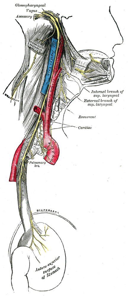 Tavola anatomica del nervo vago e del suo percorso nel corpo umano