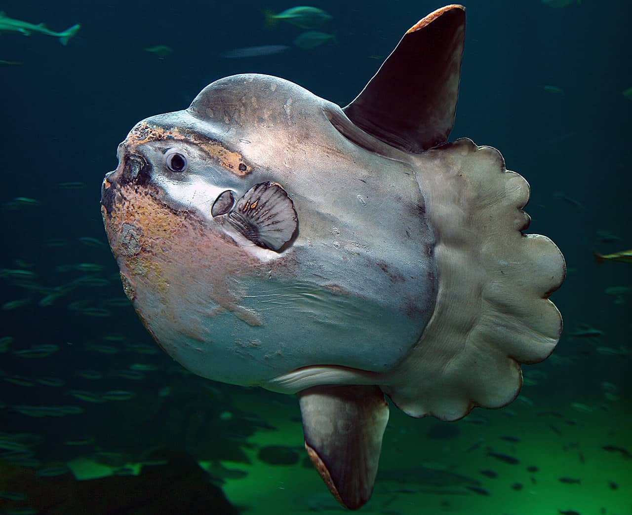 Pesce mola (Mola mola) che nuota in mare aperto, con il caratteristico corpo piatto privo di coda