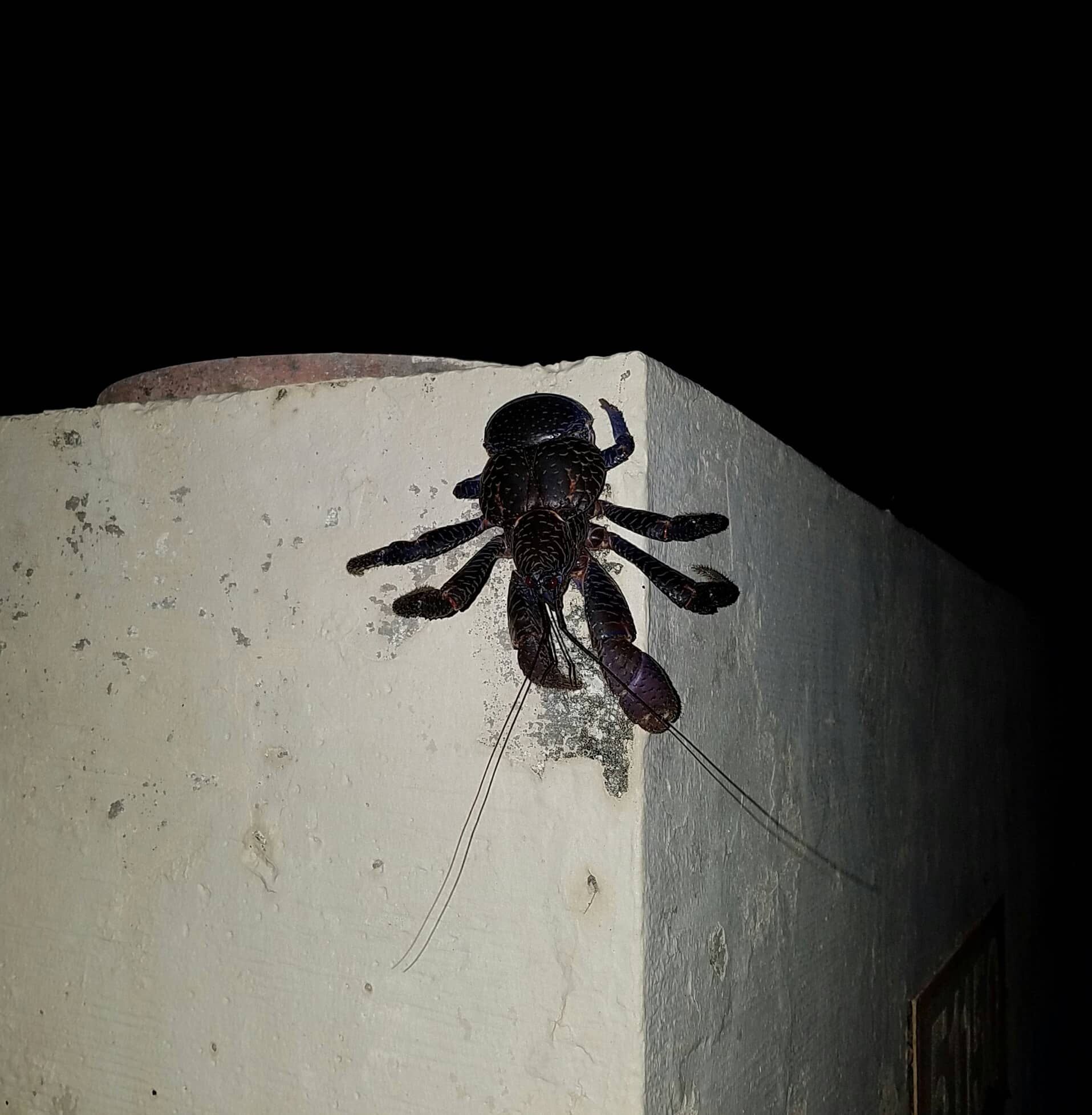 Granchio del cocco Birgus latro fotografato sull'isola di Guam