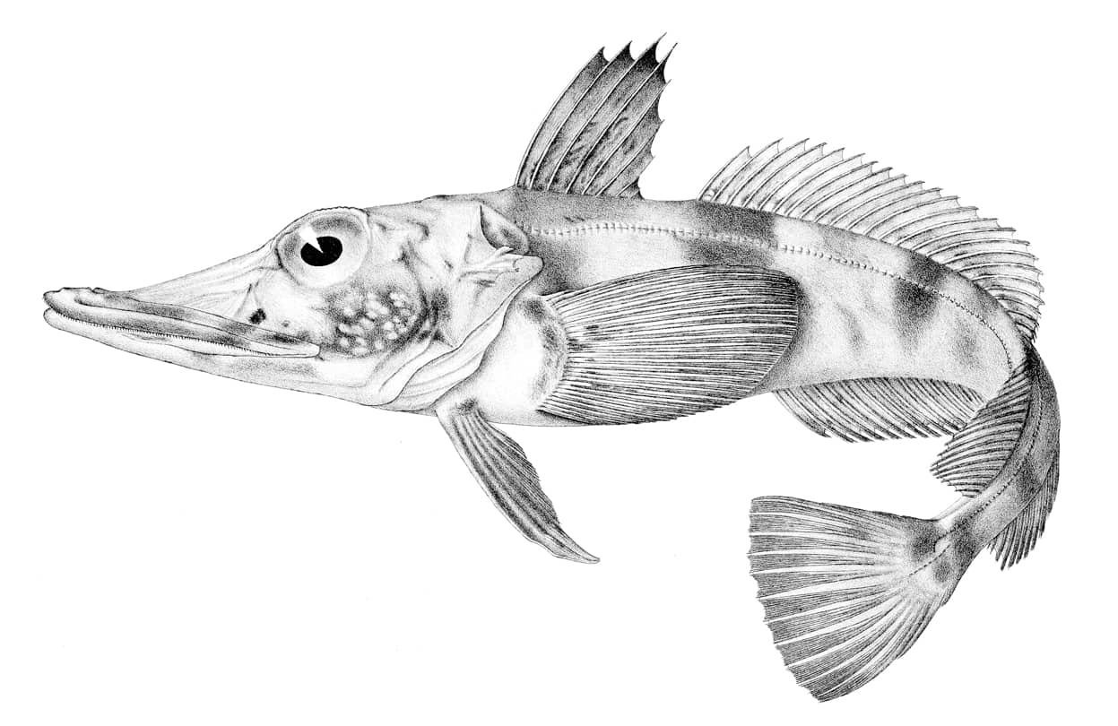 Esemplare di pesce ghiaccio Chaenocephalus aceratus, dal corpo pallido e bocca larga