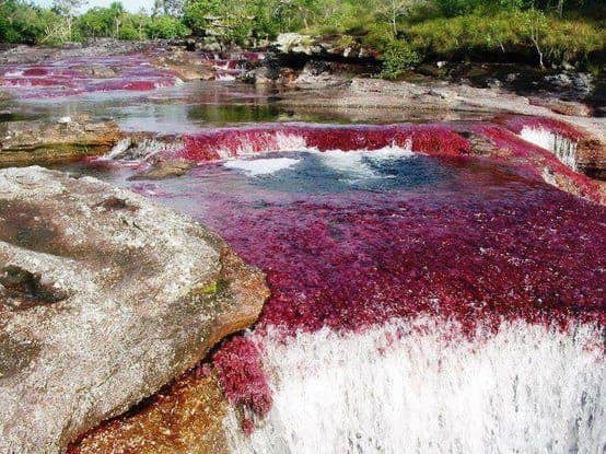 Il fiume Caño Cristales in Colombia con il fondo tappezzato di vegetazione rossa tra le rocce
