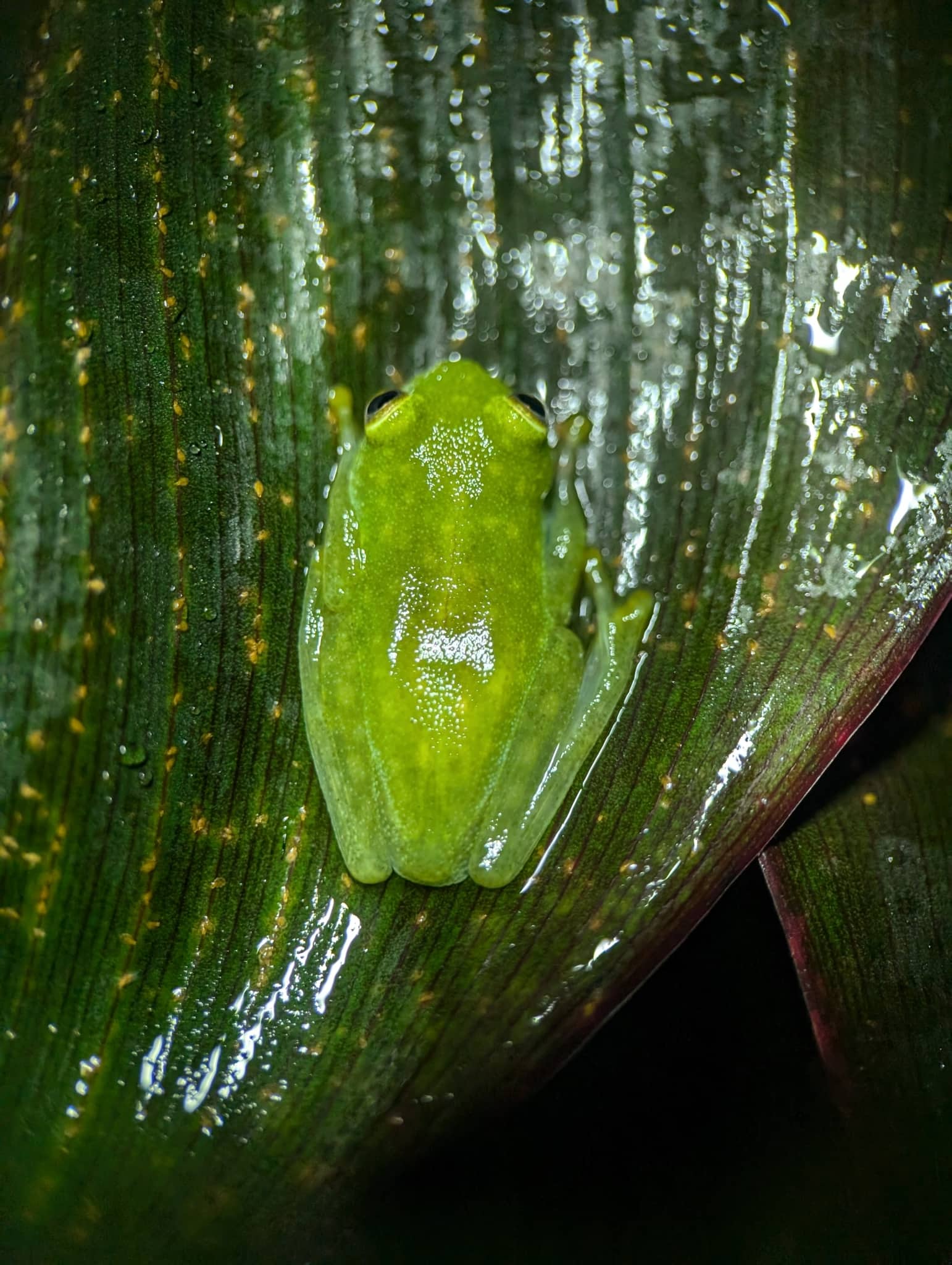 Una rana di vetro Hyalinobatrachium fleischmanni con la pelle traslucida