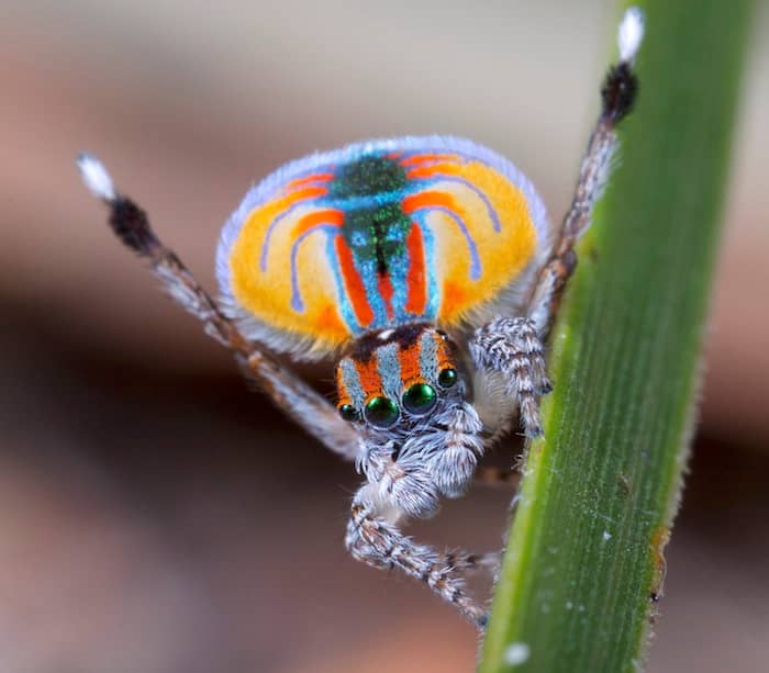 Primo piano del maschio di Maratus volans con l'addome iridescente disteso a ventaglio