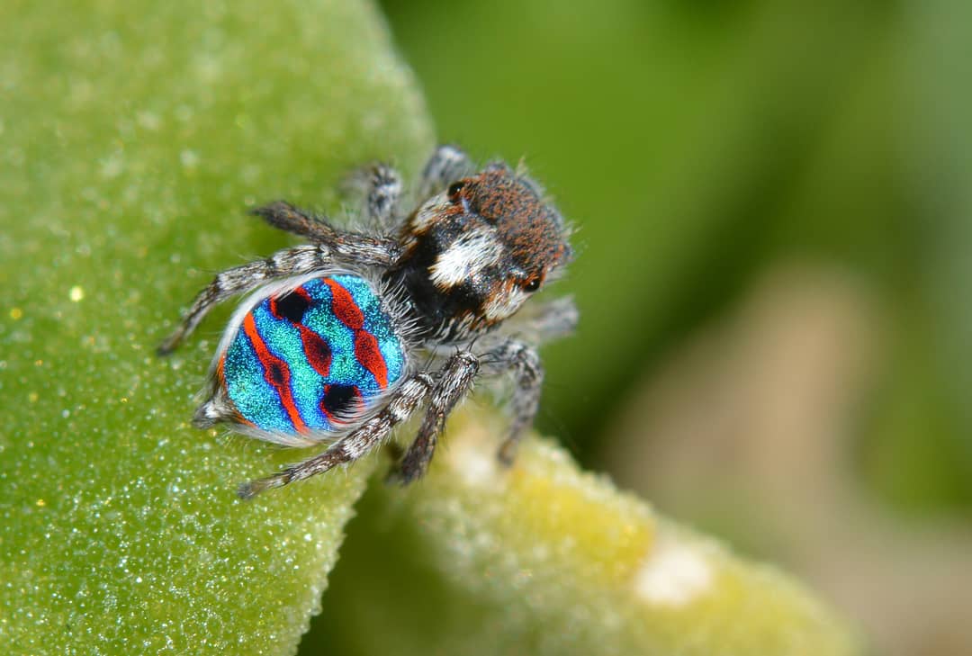 Maschio di Maratus speciosus, una delle specie studiate per il super-nero