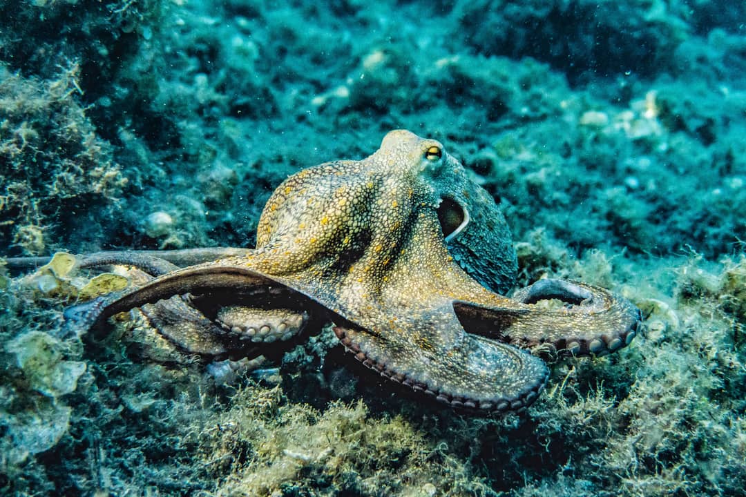 Pesce palla che gonfia il corpo come meccanismo di difesa