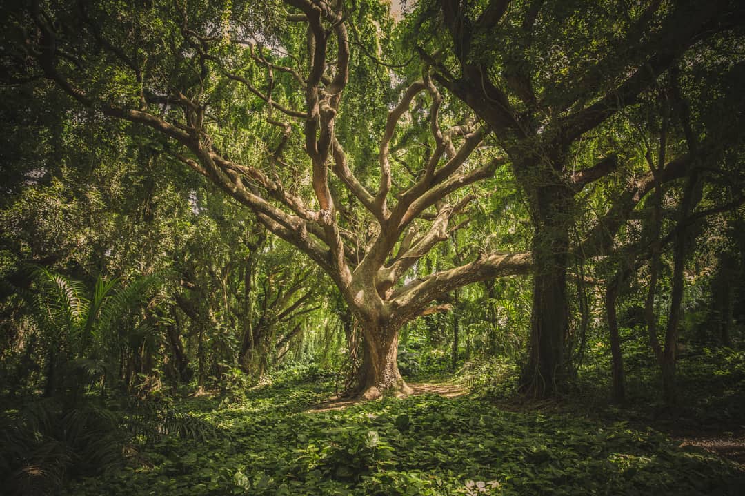 Grande albero in una foresta verde con chioma fitta vista dal basso