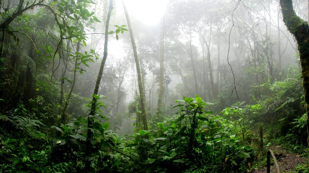Densa foresta pluviale tropicale con chioma verde avvolta nella nebbia