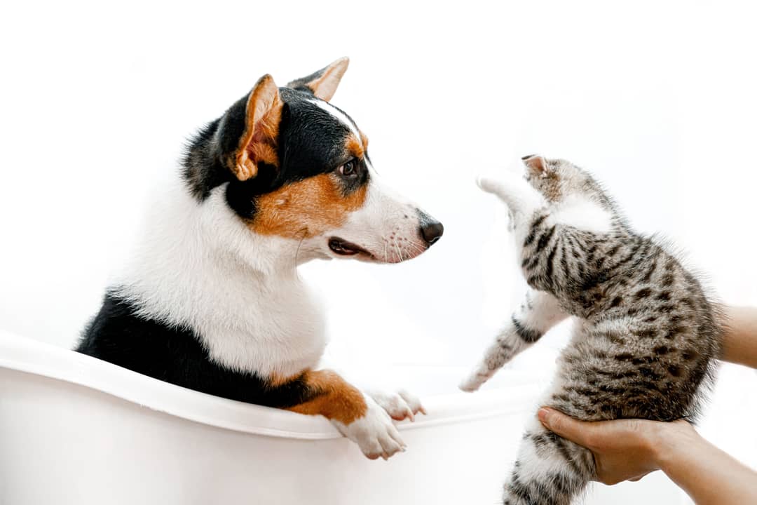 Cucciolo e gattino dai grandi occhi che si guardano da vicino