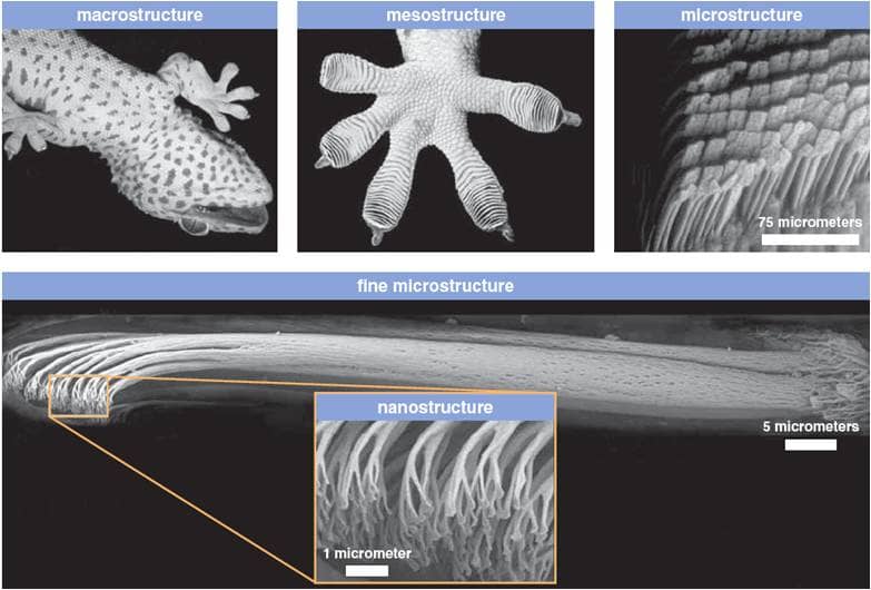 Immagine al microscopio elettronico delle setae e delle spatulae sul dito di un geco