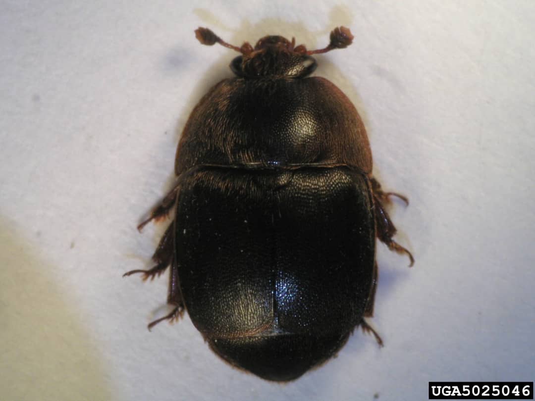 Adulto del piccolo coleottero degli alveari, Aethina tumida