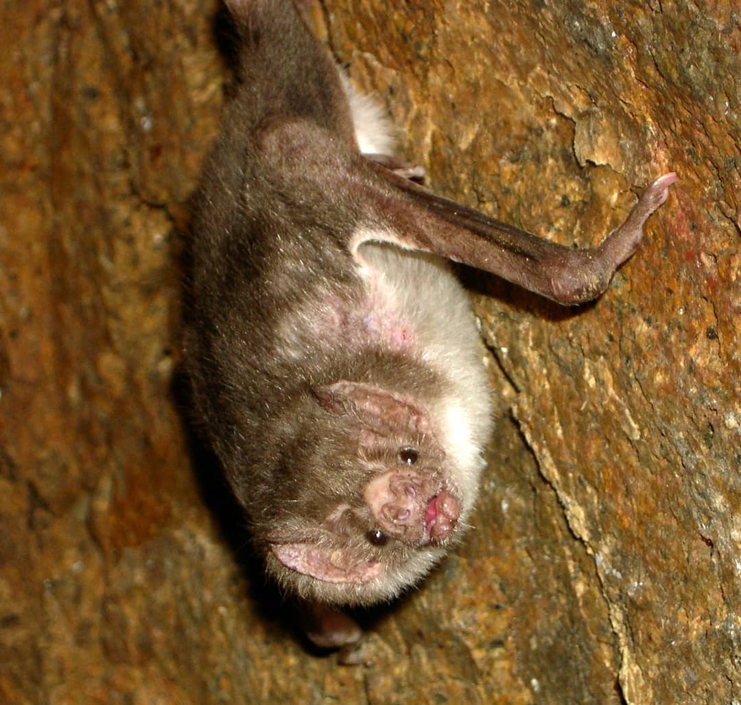 Pipistrello vampiro appeso a testa in giù in una grotta