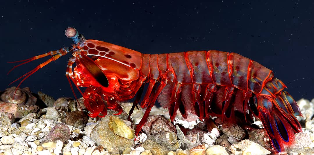 Esemplare di Odontodactylus scyllarus, la canocchia pavone