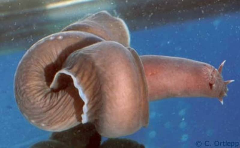 Missina che forma un nodo a otto con il proprio corpo per pulirsi dal muco