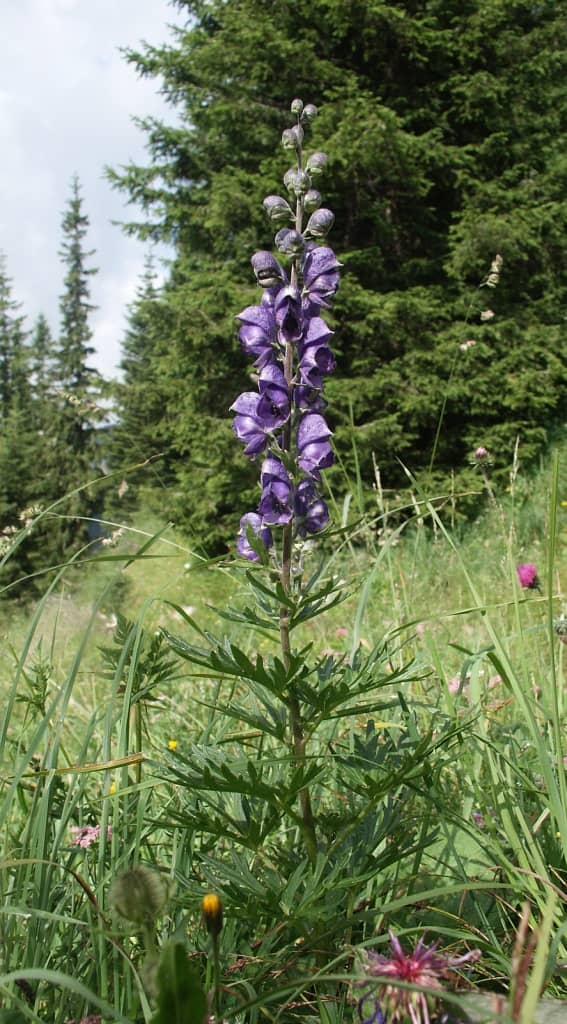 Fiore di aconito napello, una delle piante più velenose d'Europa