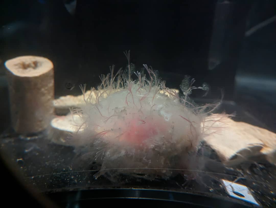 Esemplare di Osedax japonicus esposto all'acquario di Enoshima in Giappone