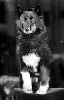 Il cane da slitta Balto fotografato nel 1925