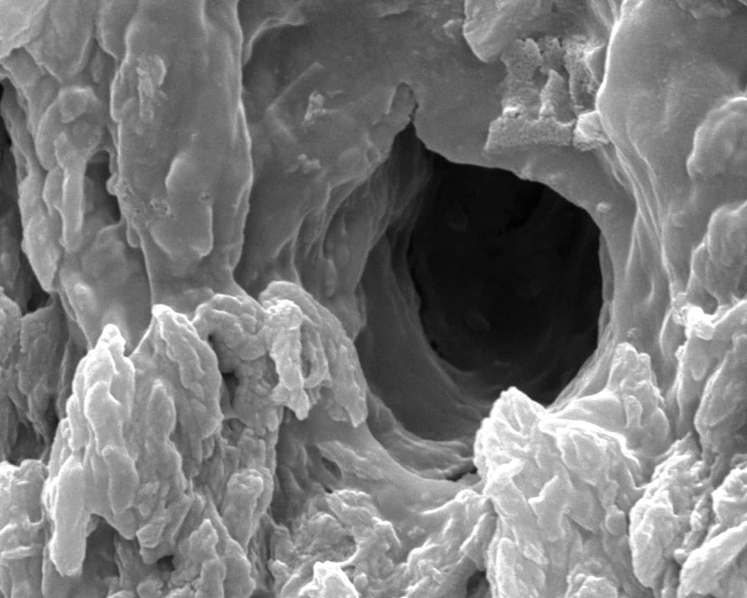 Microstruttura della zanna del narvalo con i tubuli dentinali aperti verso l'esterno
