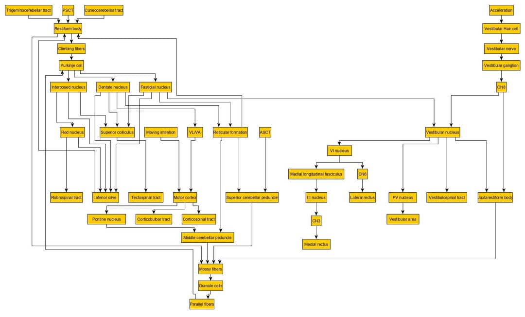 Schema del sistema vestibolare con canali semicircolari e organi otolitici