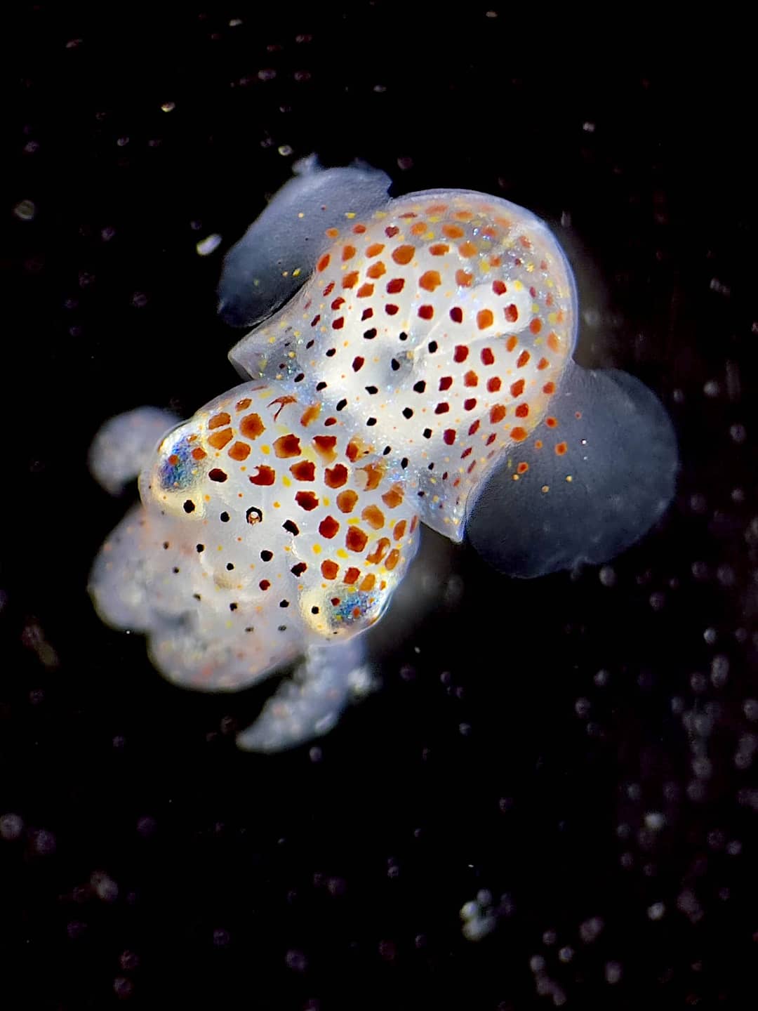 Calamaro bobtail Euprymna scolopes appena nato visto al microscopio binoculare