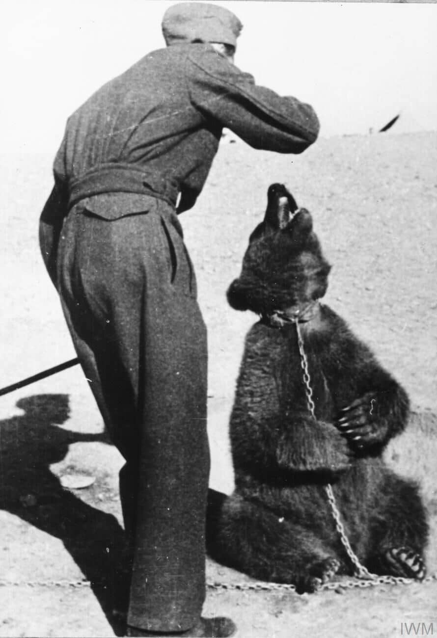 Un soldato polacco con il giovane orso Wojtek in Medio Oriente durante la Seconda guerra mondiale