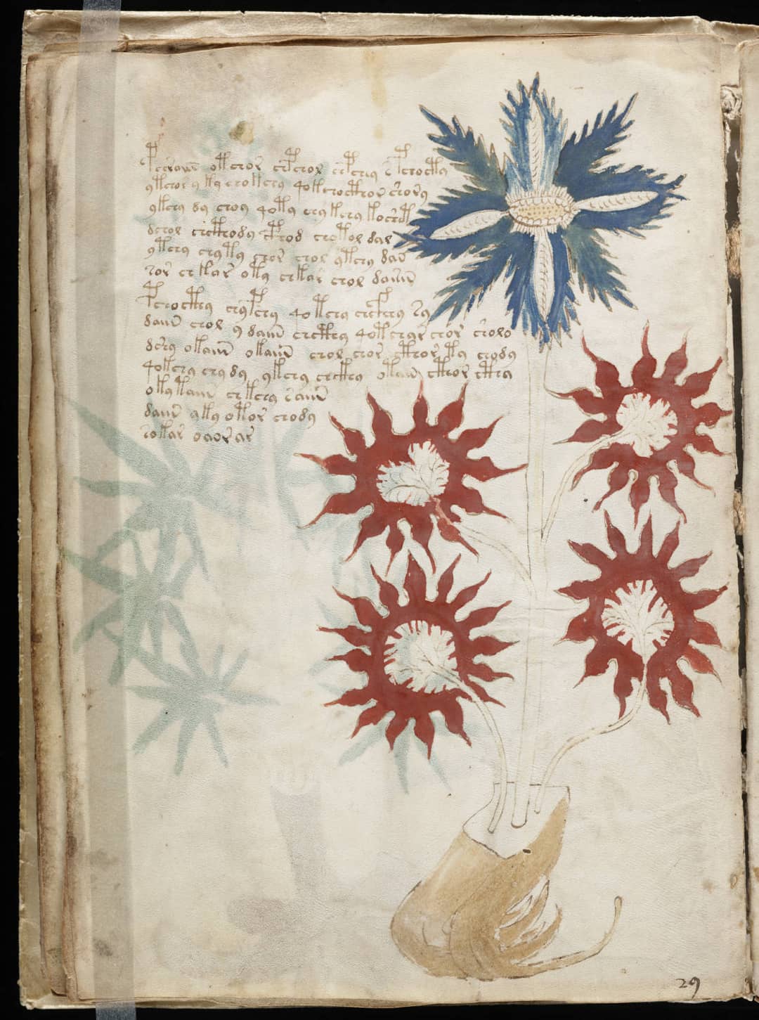Pagina del manoscritto di Voynich con disegni di piante e testo in scrittura sconosciuta