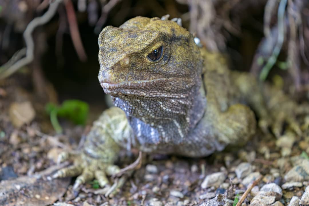 Un tuatara adulto con la caratteristica cresta di spine dorsali in un santuario ecologico neozelandese