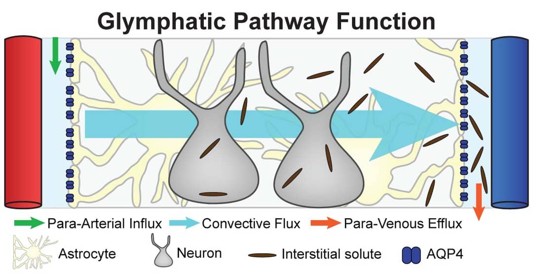 Schema del sistema glinfatico con il flusso del liquido cerebrospinale lungo i vasi cerebrali