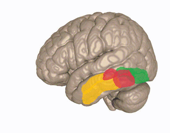 Animazione del giro fusiforme nel cervello umano