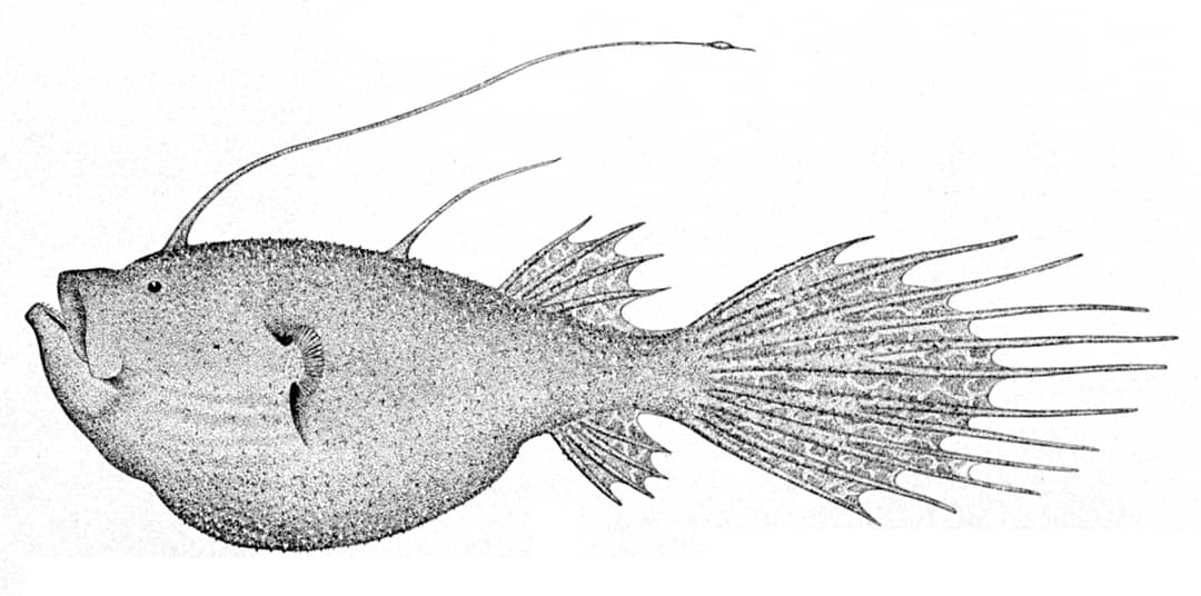 Illustrazione di Ceratias holboelli, pesce rospo abissale noto per il parassitismo sessuale del maschio