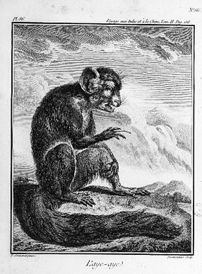 Illustrazione storica di Pierre Sonnerat del 1782 che mostra l'aye-aye