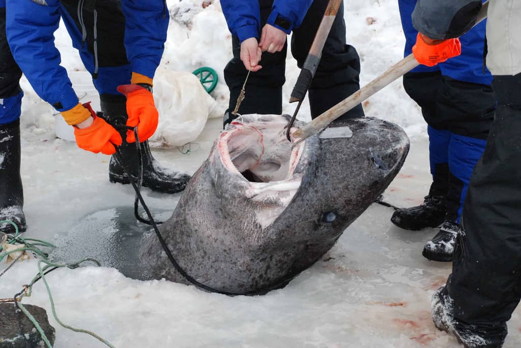 Squalo della Groenlandia che nuota nelle acque fredde dell'Artico vicino alla superficie
