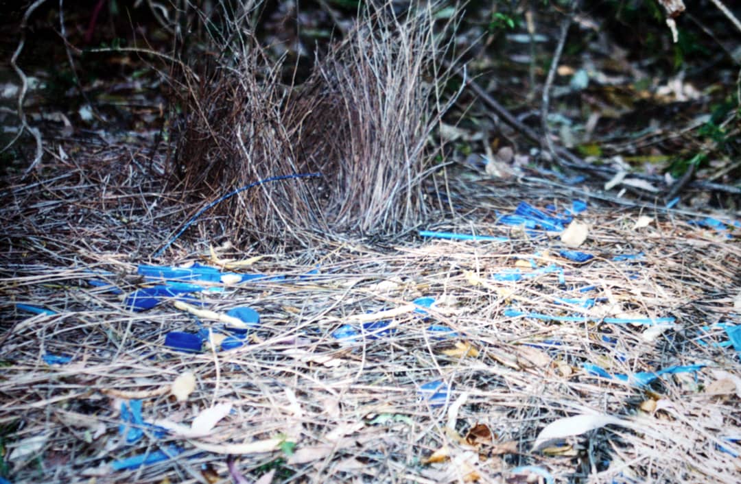 Pergolato di un bowerbird satinato decorato con oggetti blu sul terreno della foresta