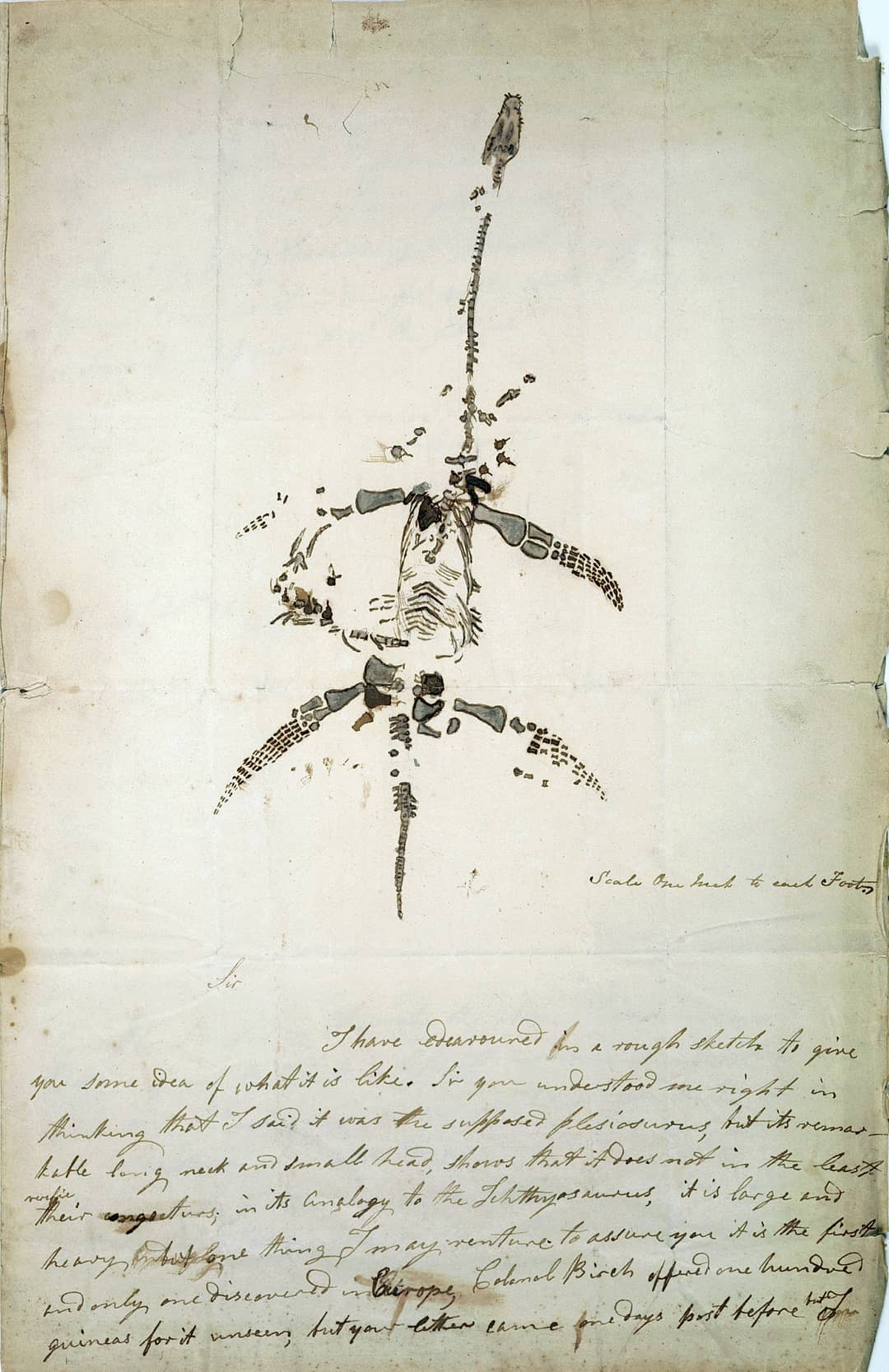 Disegno di Mary Anning dello scheletro di plesiosauro scoperto nel 1823