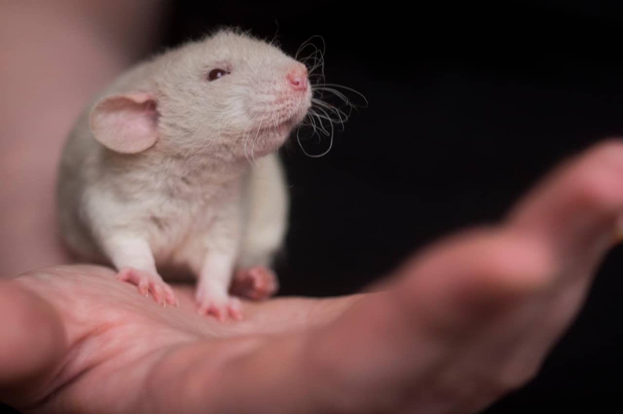 Ratto da laboratorio, animale con cui fu scoperto l'effetto Garcia