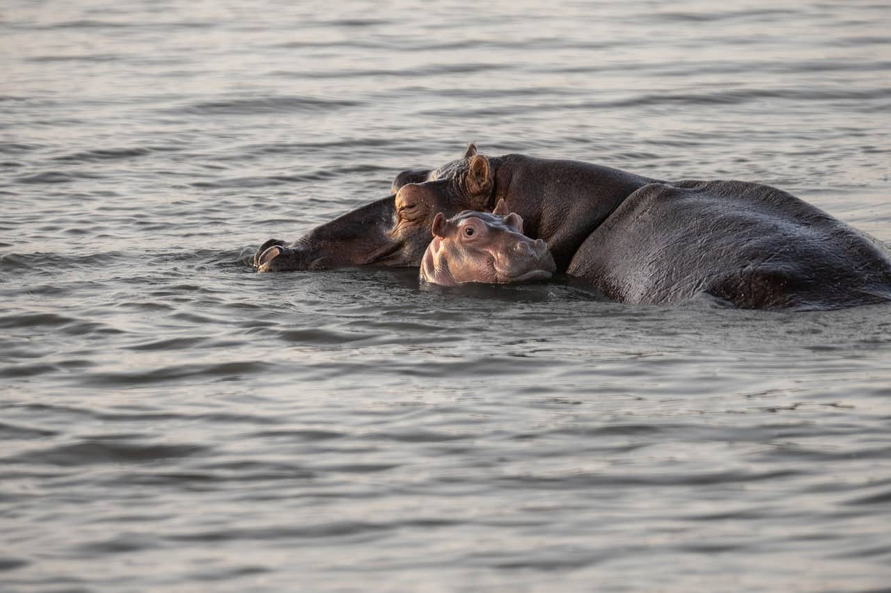 Ippopotamo che emerge dall'acqua, animale noto per il misterioso 'sudore di sangue'