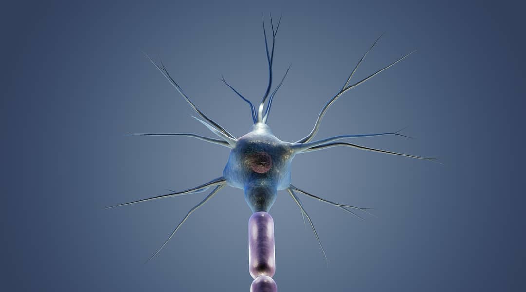 Illustrazione di un neurone con dendriti