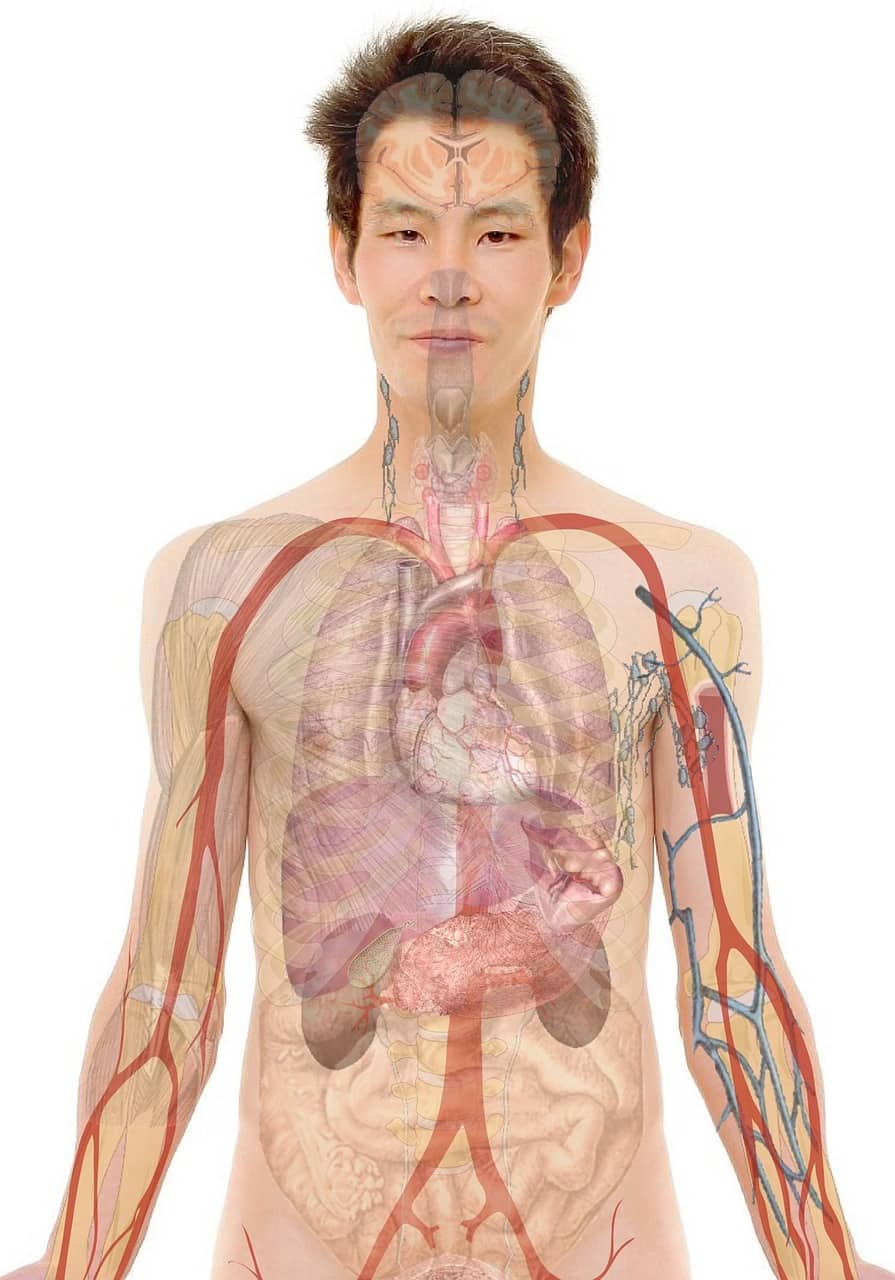Modello anatomico dell'apparato digerente umano