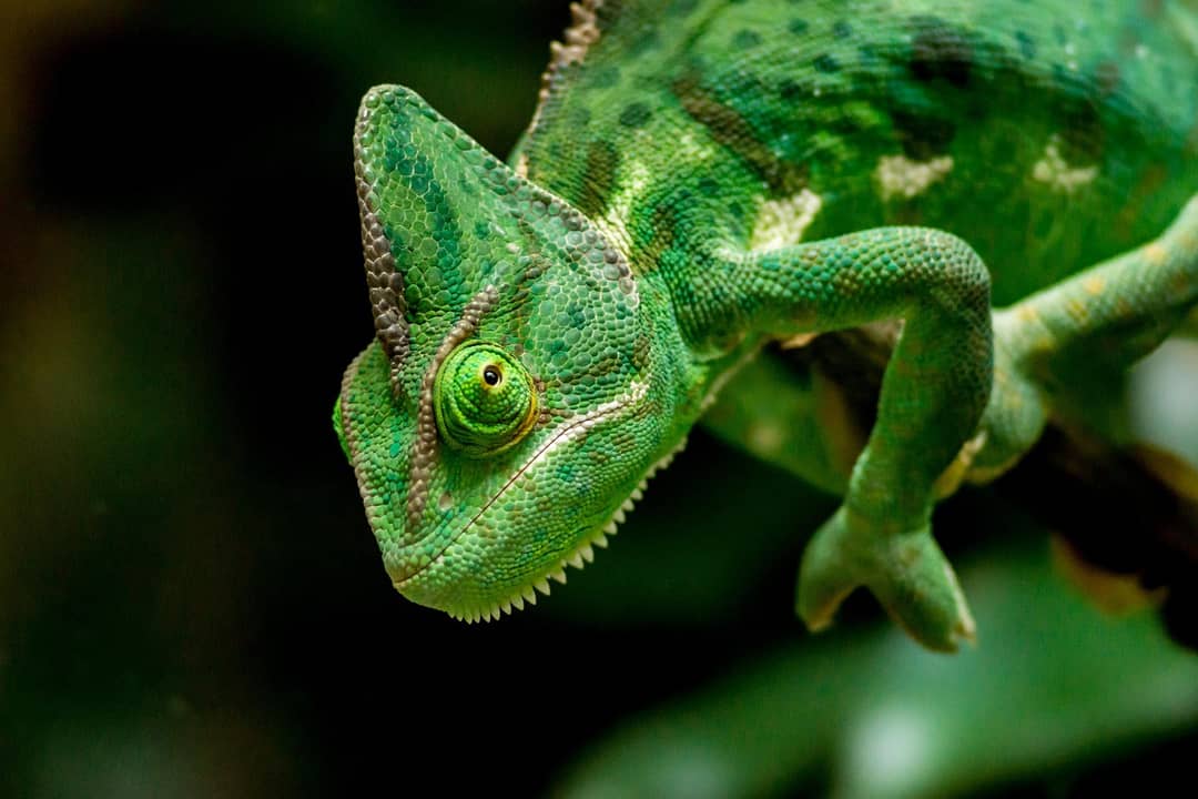 Primo piano della testa di un camaleonte verde