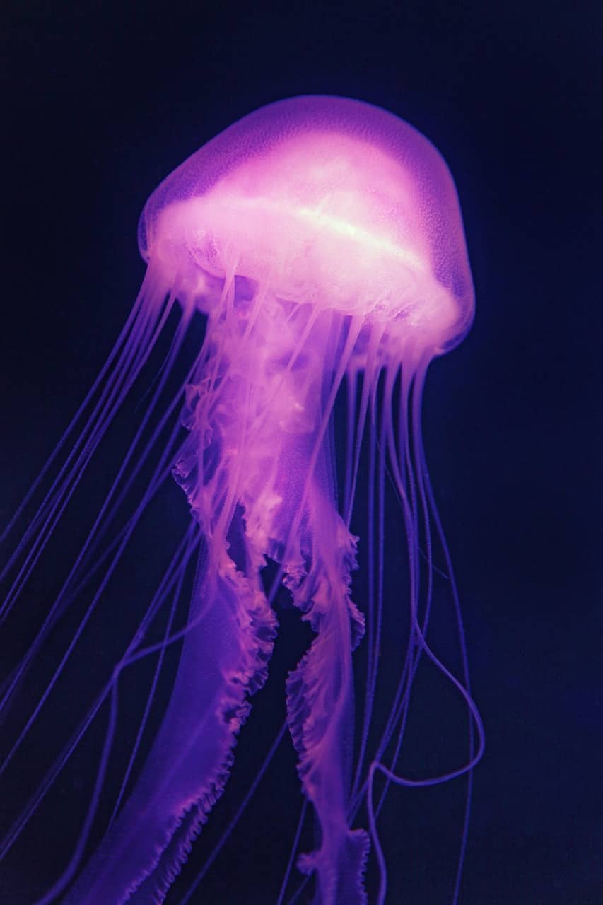 Medusa traslucida che nuota in acque profonde