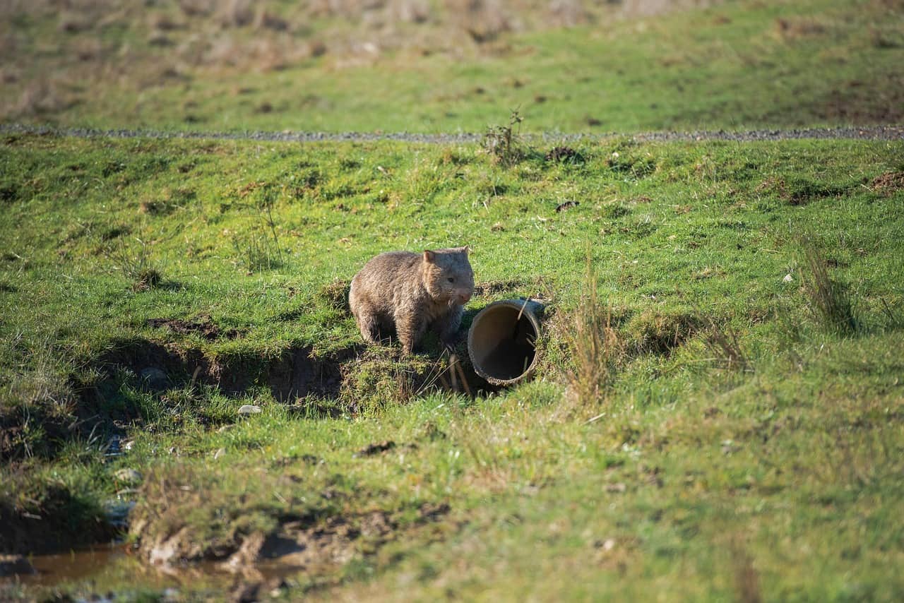Un vombato comune nell'erba in Australia