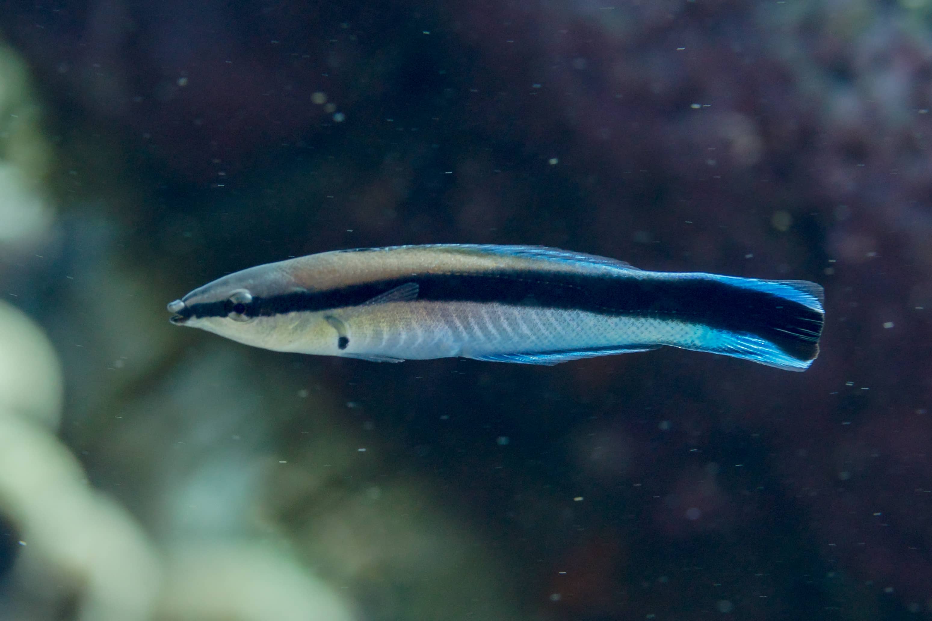 Pesce pulitore Labroides dimidiatus con la caratteristica striscia nera longitudinale nel Mar Rosso