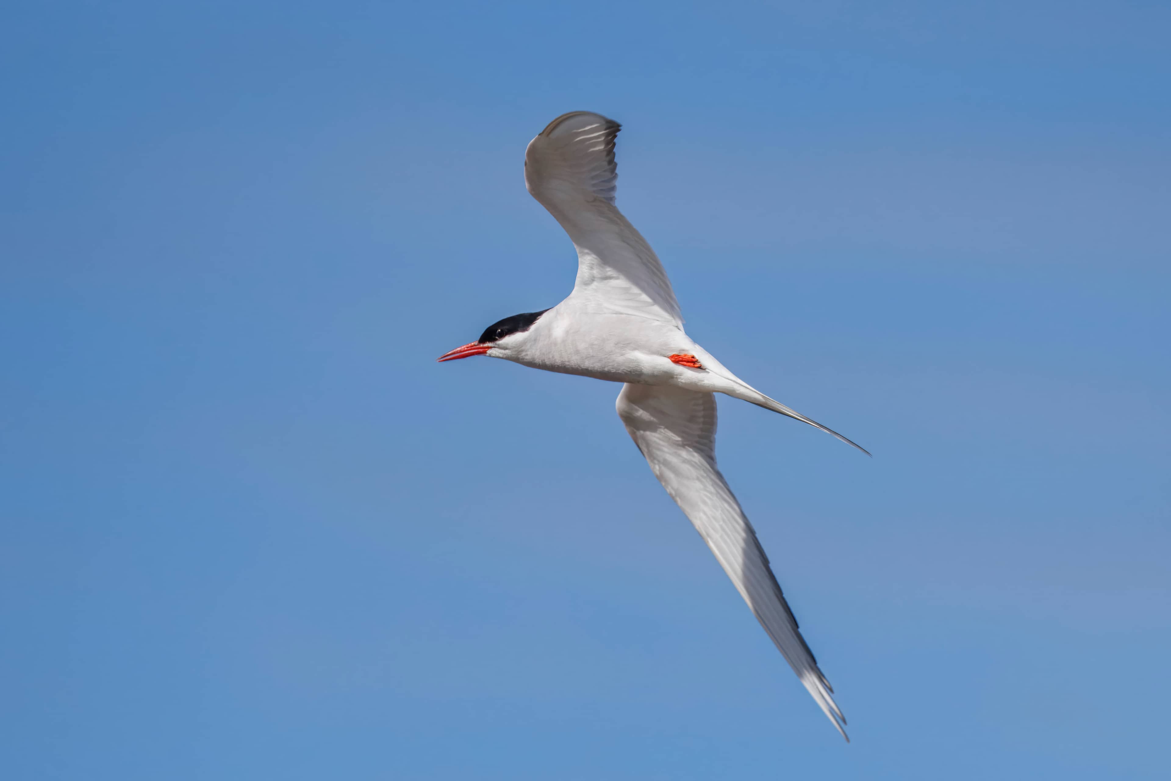 Sterna artica in volo sopra il mare con le ali spiegate