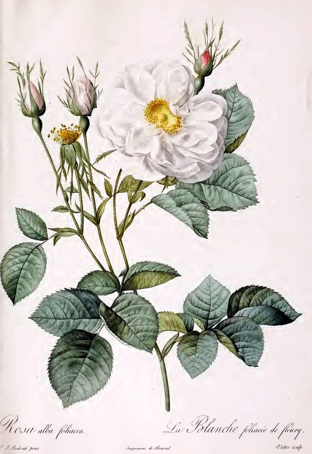 Illustrazione botanica di rose in stile Redoute, simbolo del linguaggio floreale