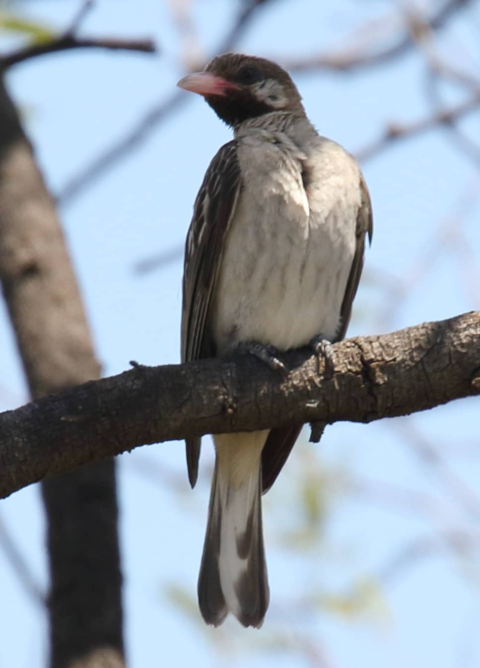 Un indicatore golanera (Indicator indicator) appollaiato su un ramo nella savana africana