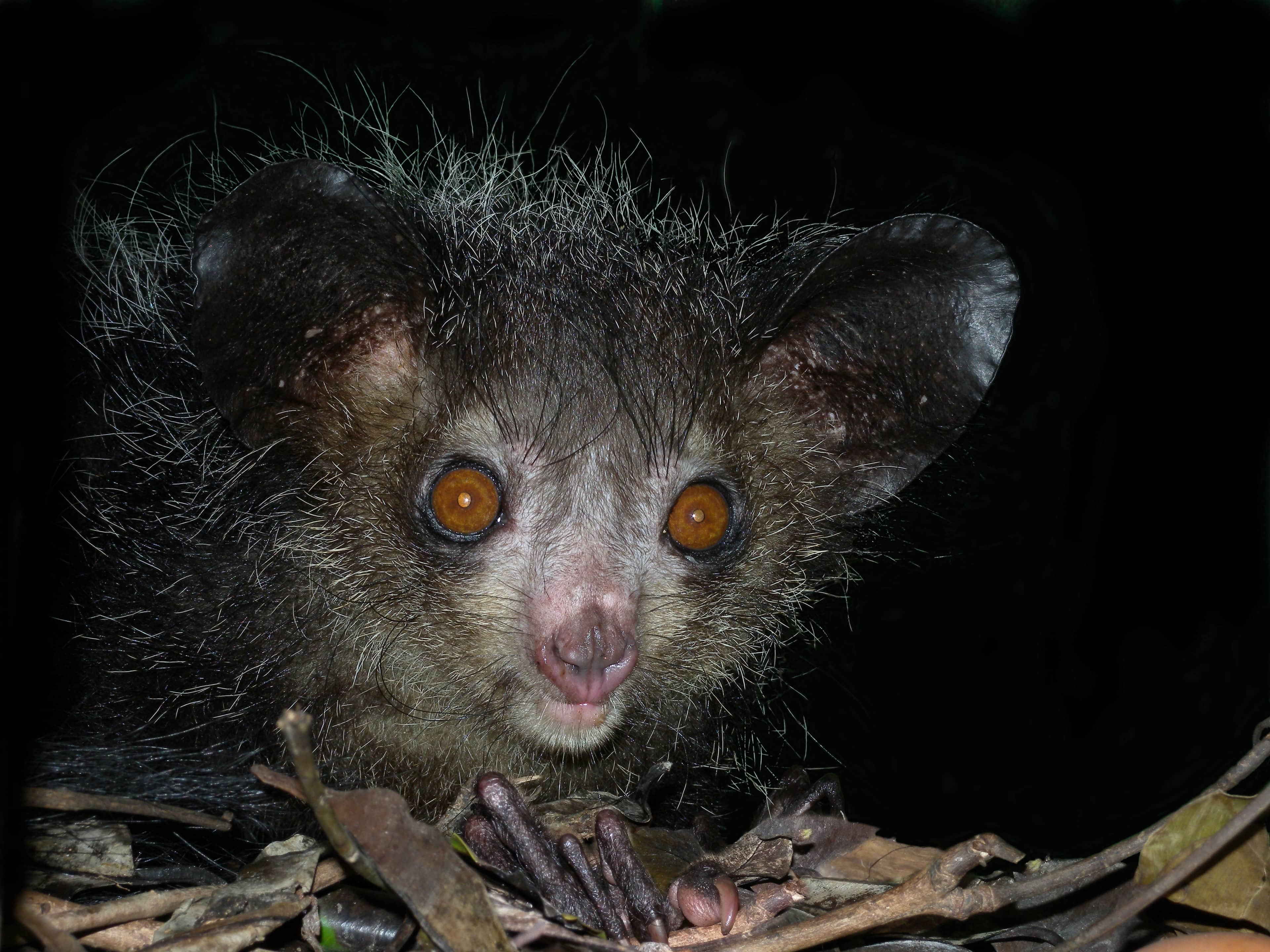 Esemplare di aye-aye nello zoo di Tsimbazaza, Antananarivo, con il caratteristico dito medio allungato