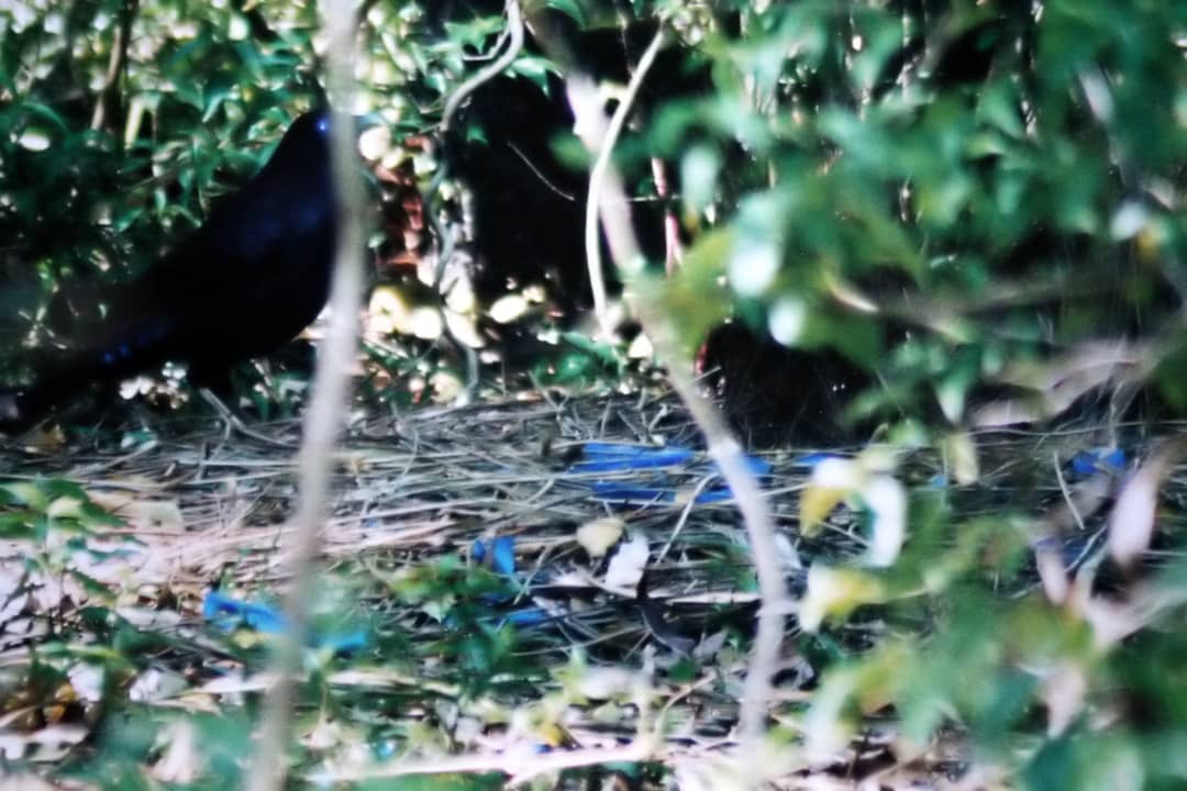 Maschio adulto di bowerbird satinato in posa al proprio pergolato decorato
